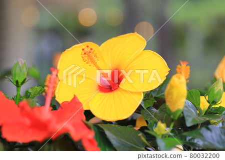 黃色和紅色的芙蓉花 80032200