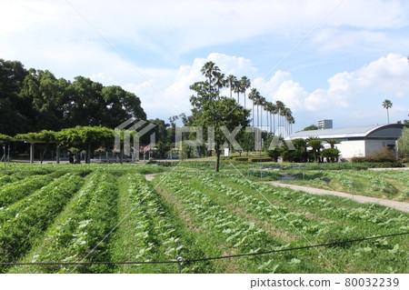大阪市永井植物園的清新綠景 大阪市永井植物園的清新綠景 80032239