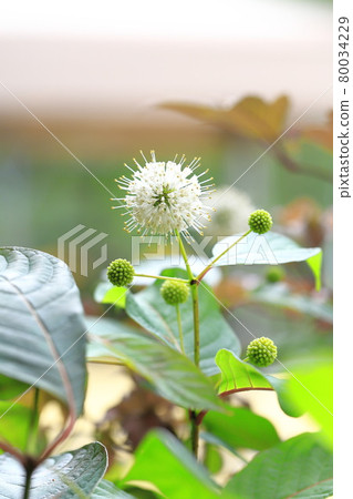 美國 Yamatamagasa (Cephalanthus) 的花 80034229