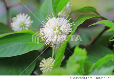 Flower of American Yamatamagasa (Cephalanthus) Flower of American Yamatamagasa (Cephalanthus) 80034232