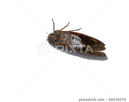 在白色背景上的蟬屍體 在白色背景上的蟬屍體 80036078