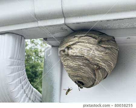 Wasp Nest Attached To Home 80038255