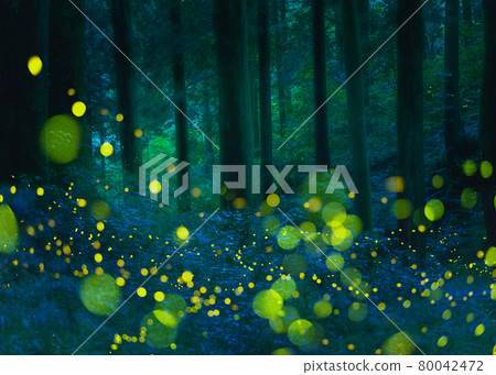 Fantastic hotaria parvula dance Fantastic hotaria parvula dance 80042472