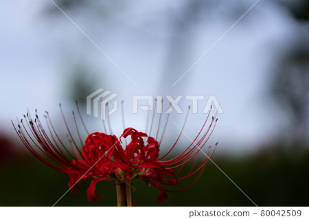 Macro shot of a single cluster amaryllis Macro shot of a single cluster amaryllis 80042509