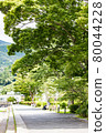Sidewalk under the trees 80044228