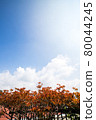 Sunlight and autumn pattern 80044245