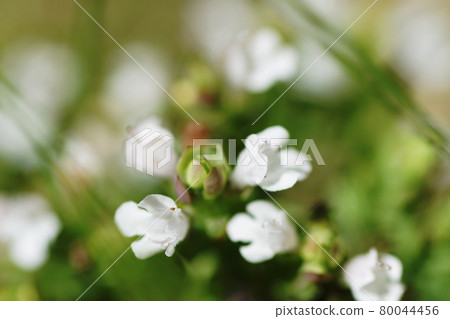Oregano Oregano 80044456