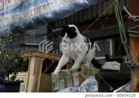 Cat, cat, ネコ Cat, cat, ネコ 80054520