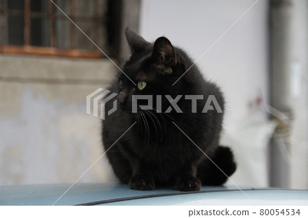 貓，cat，ネコ 80054534