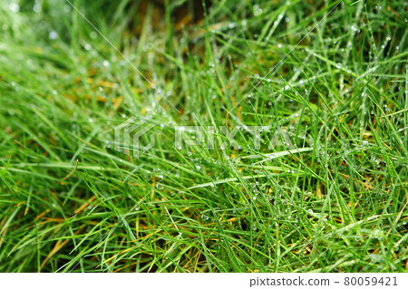 Yangmingshan Yangmingshan 80059421