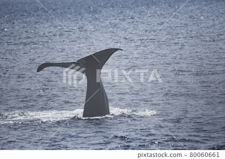 Squirrel tail fin Squirrel tail fin 80060661