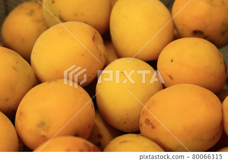 plum plum 80066315