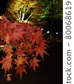 Autumn leaves at night 80068619