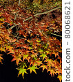 Autumn leaves at night 80068621