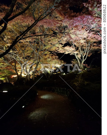 Autumn leaves at night Autumn leaves at night 80068622