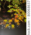 Green maple 80068637