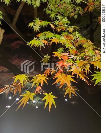 Green maple Green maple 80068637