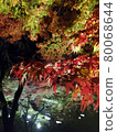 Maple  80068644