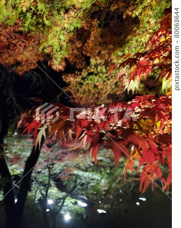 Maple Maple 80068644