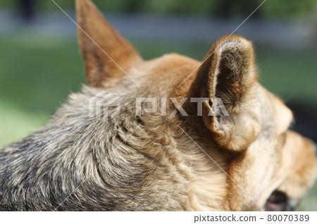 狗 80070389