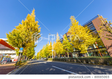 Platinum street in autumn 80085003