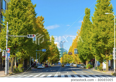 Platinum street in autumn 80085005
