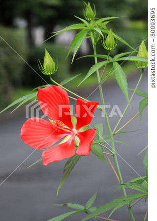 明亮的紅楓葉花朵 明亮的紅楓葉花朵 80093695