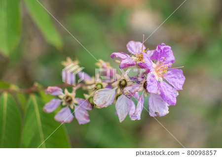 purple Inthanin flower in garden purple Inthanin flower in garden 80098857