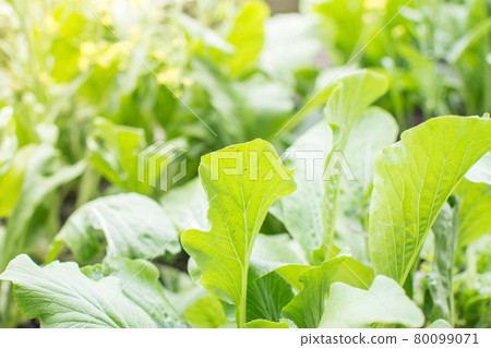 Chinese Mustard Green vegetable planting with soil Chinese Mustard Green vegetable planting with soil 80099071