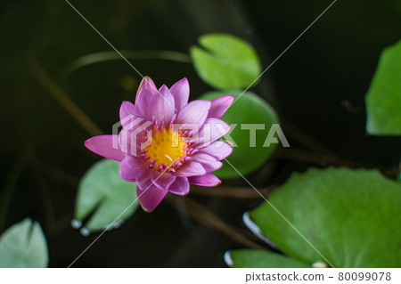 pink lotus flower in pond pink lotus flower in pond 80099078