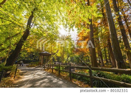 Autumn forest forest park 80102331