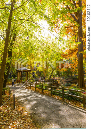Autumn forest forest park 80102342