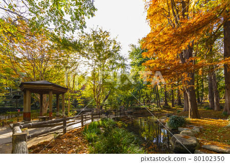 Autumn forest forest park 80102350