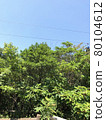 Nature  80104612