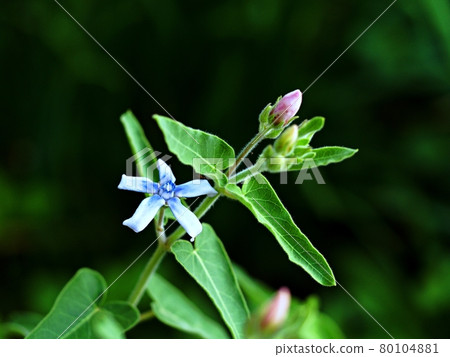 Oxypetalum blue star flower 80104881