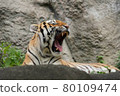 Immediately after the tiger yawns 80109474