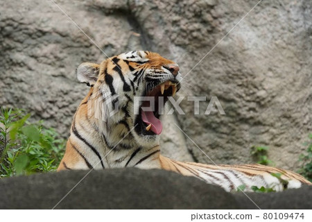 Immediately after the tiger yawns 80109474
