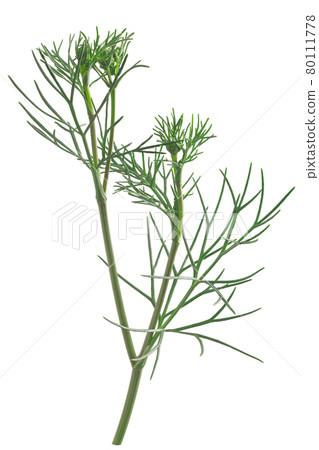 Ajwain or ajowan (Trachyspermum ammi) herb, fresh, isolated 80111778