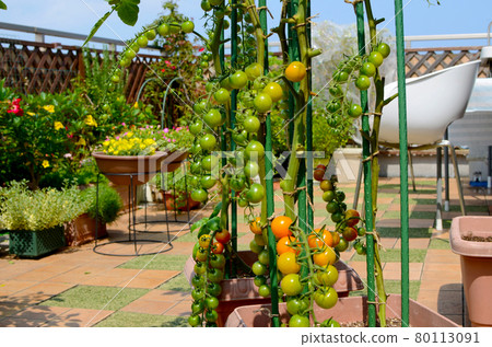 藍天下,屋頂陽台園藝和菜園小番茄 藍天下,屋頂陽台園藝和菜園小番茄 80113091