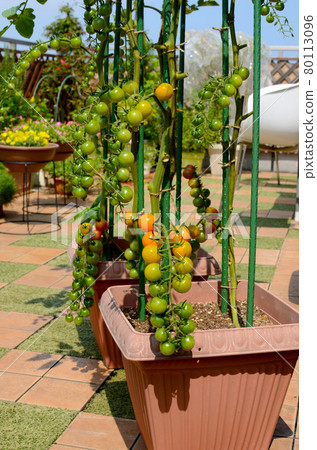 Under the blue sky, gardening on the roof balcony & kitchen garden mini tomatoes 80113096