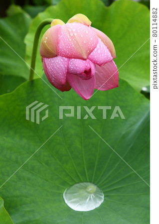 Rain-soaked lotus flower buds 80114882