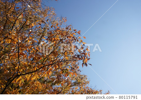 Autumn leaves 80115791