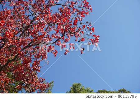 Autumn leaves 80115799