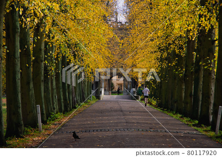 Road to yellow-leaved college Road to yellow-leaved college 80117920