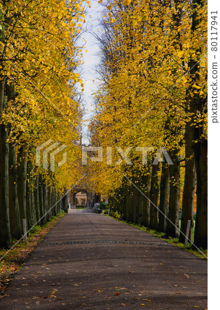 Road to yellow-leaved college Road to yellow-leaved college 80117941