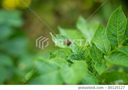 Henosepilachna vigintioctopunctata eating make-in leaves Henosepilachna vigintioctopunctata eating make-in leaves 80120127