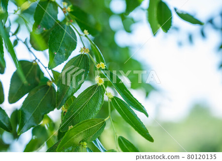 Jujube flowers Jujube flowers 80120135