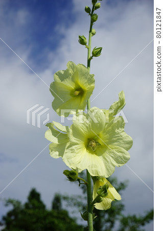 Summer flower hollyhock Summer flower hollyhock 80121847