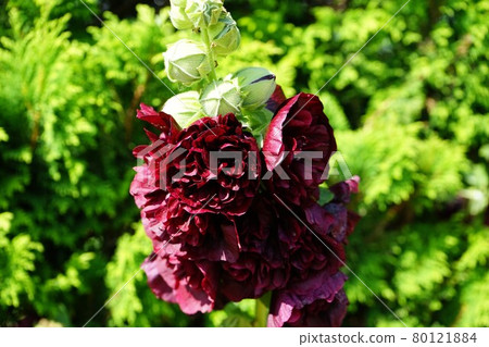Summer flower hollyhock Summer flower hollyhock 80121884
