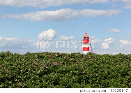 The lighthouse of Oddesund in Denmark 80129147